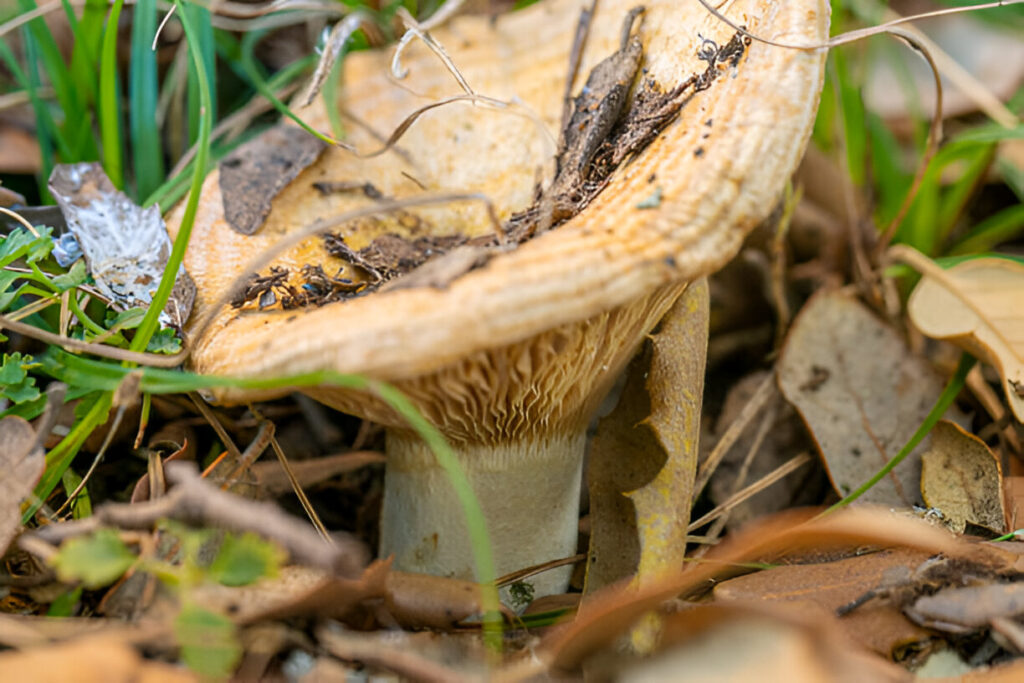 How Long Do Shrooms Stay in Your System